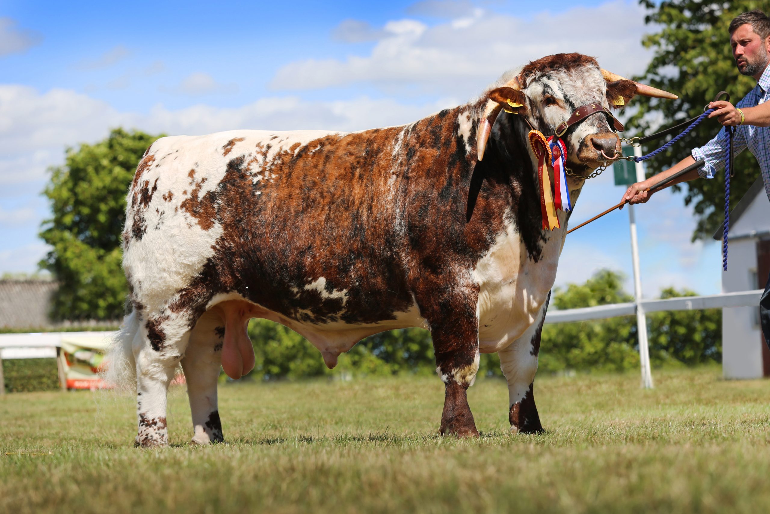 Melbourne Park Issac – Overall Longhorn Breed Champion Great Yorkshire Show 2022 & National Bull of year 2022
