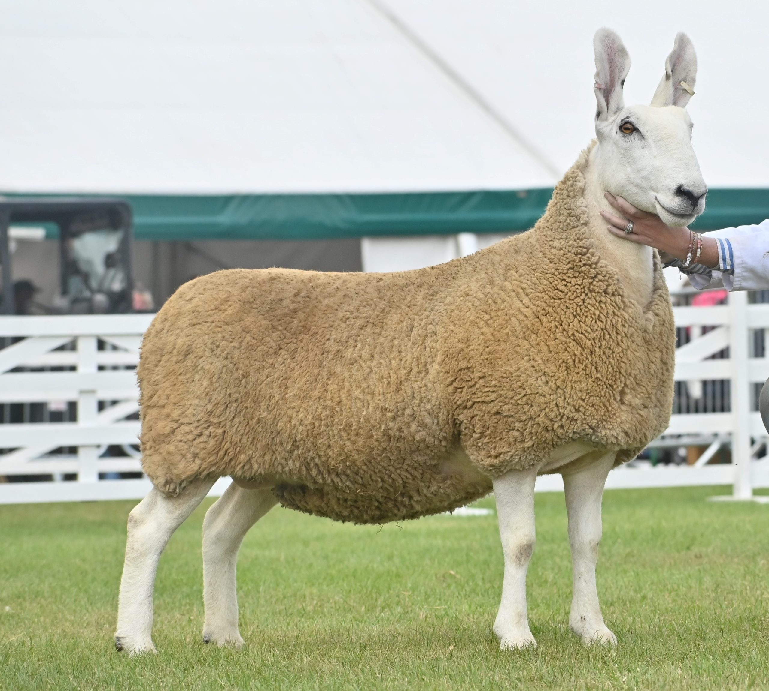 Kilphin Ewe – Great Yorkshire Show Breed Champion 2022 & 2023