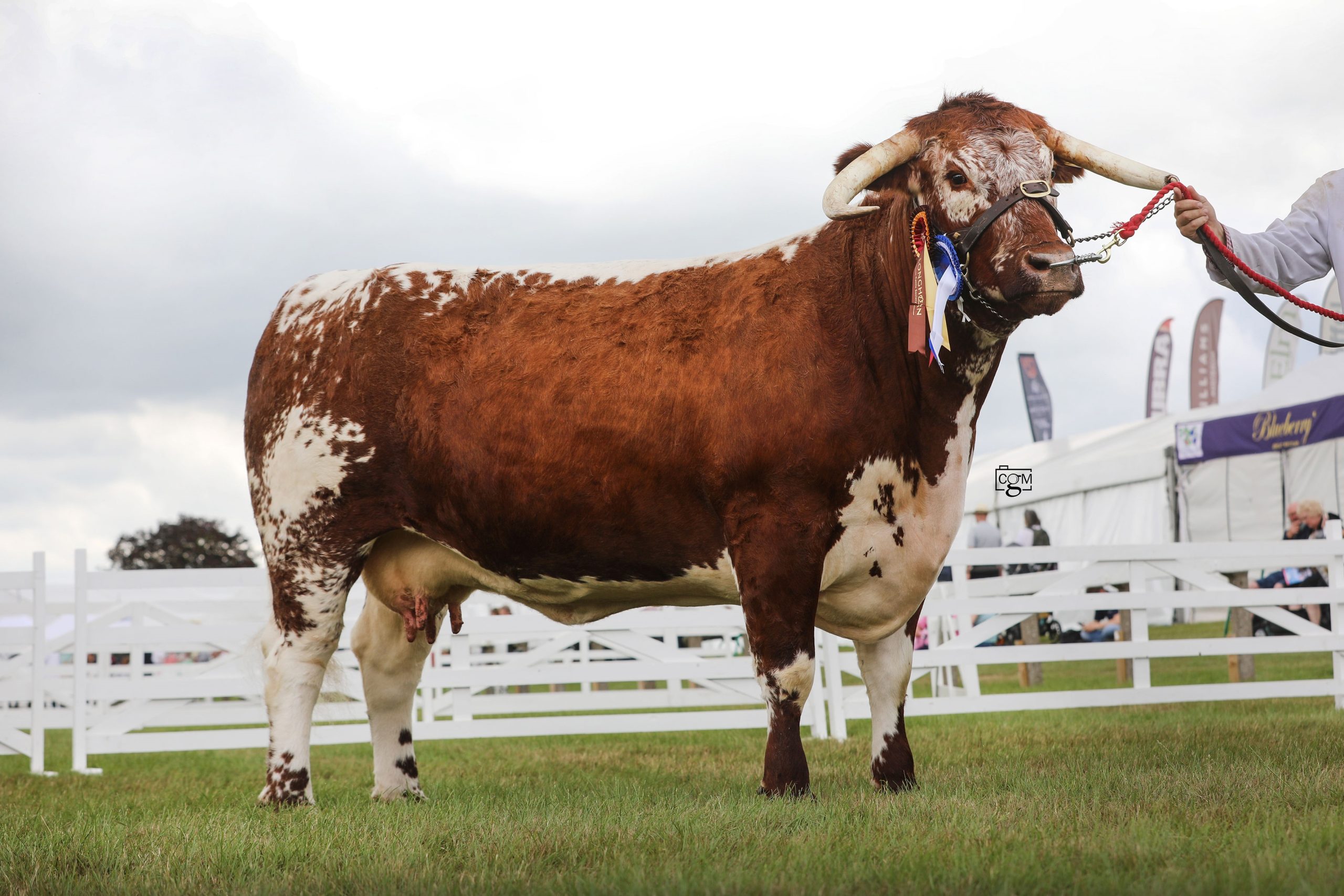 Melbourne Park Griselda – Reserve Champion 2023 Great Yorkshire Show