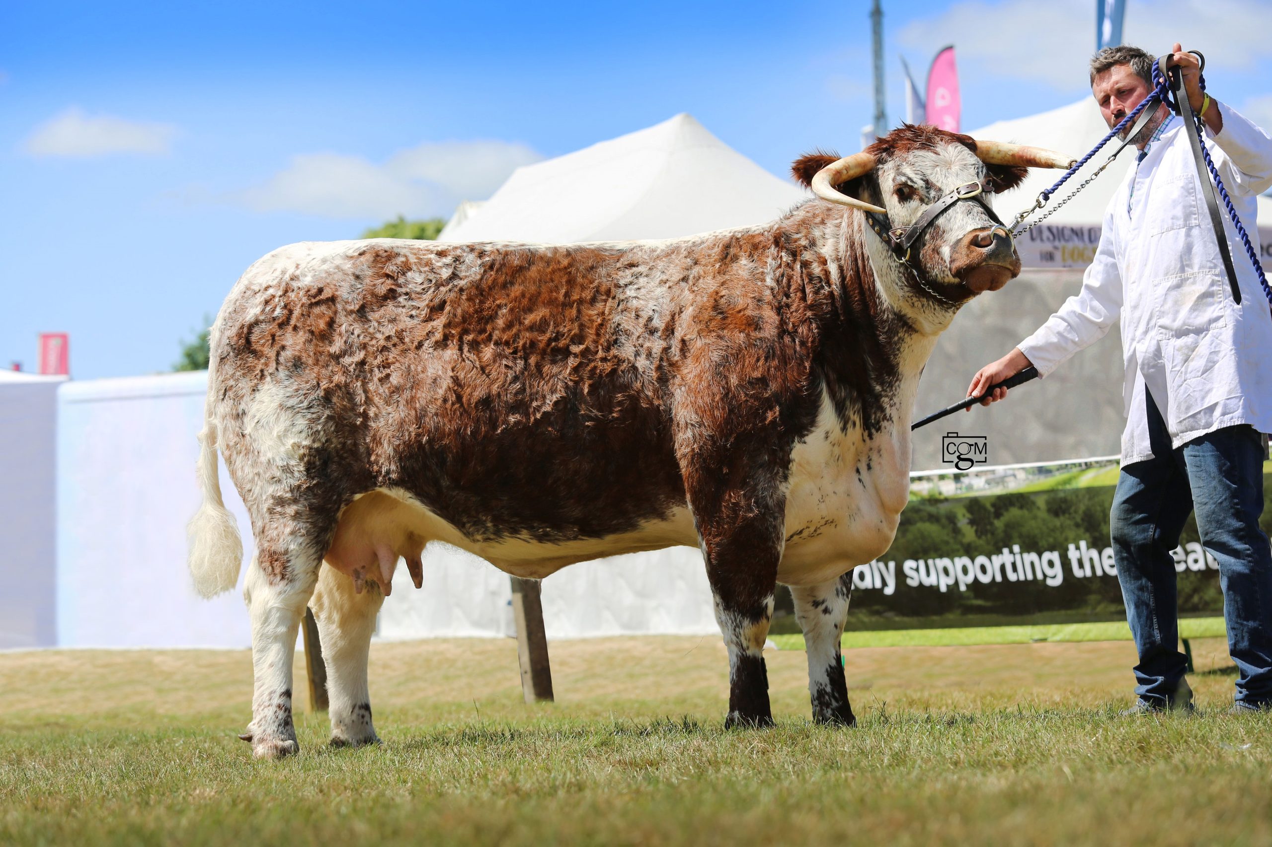 Melbourne Park Honey – Derbyshire Show Breed Champion 2023