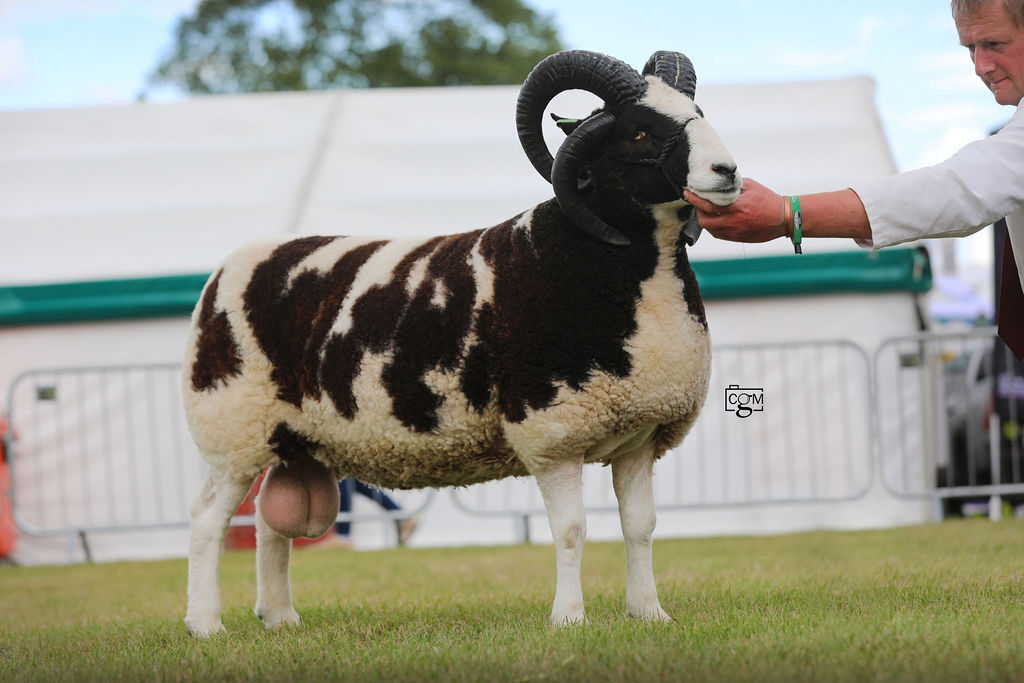 Blackbrook Nugget – Reserve Breed Champion and Male Champion Great Yorkshire Show Champion 2023