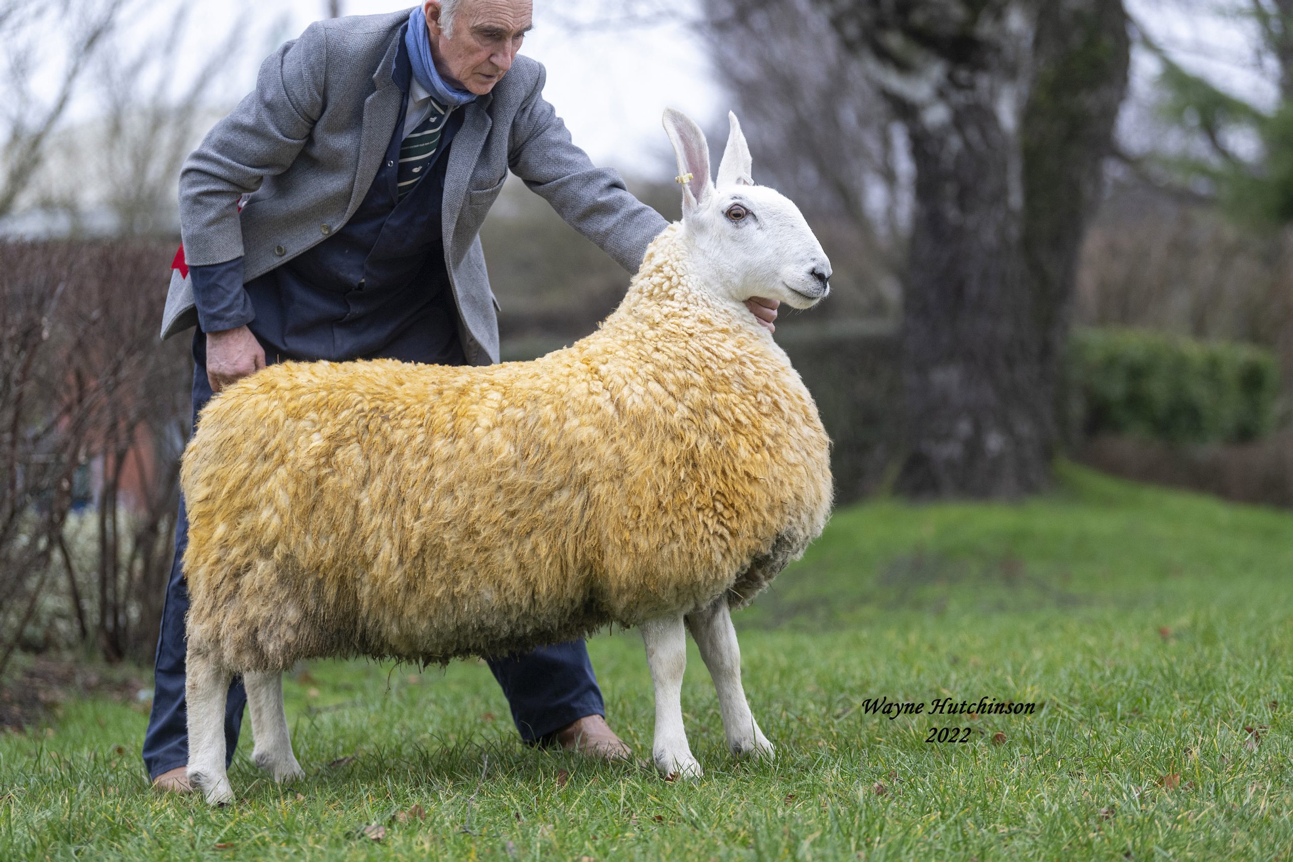 Knockglass Lady, Foundation female, Border Leicester Female record price