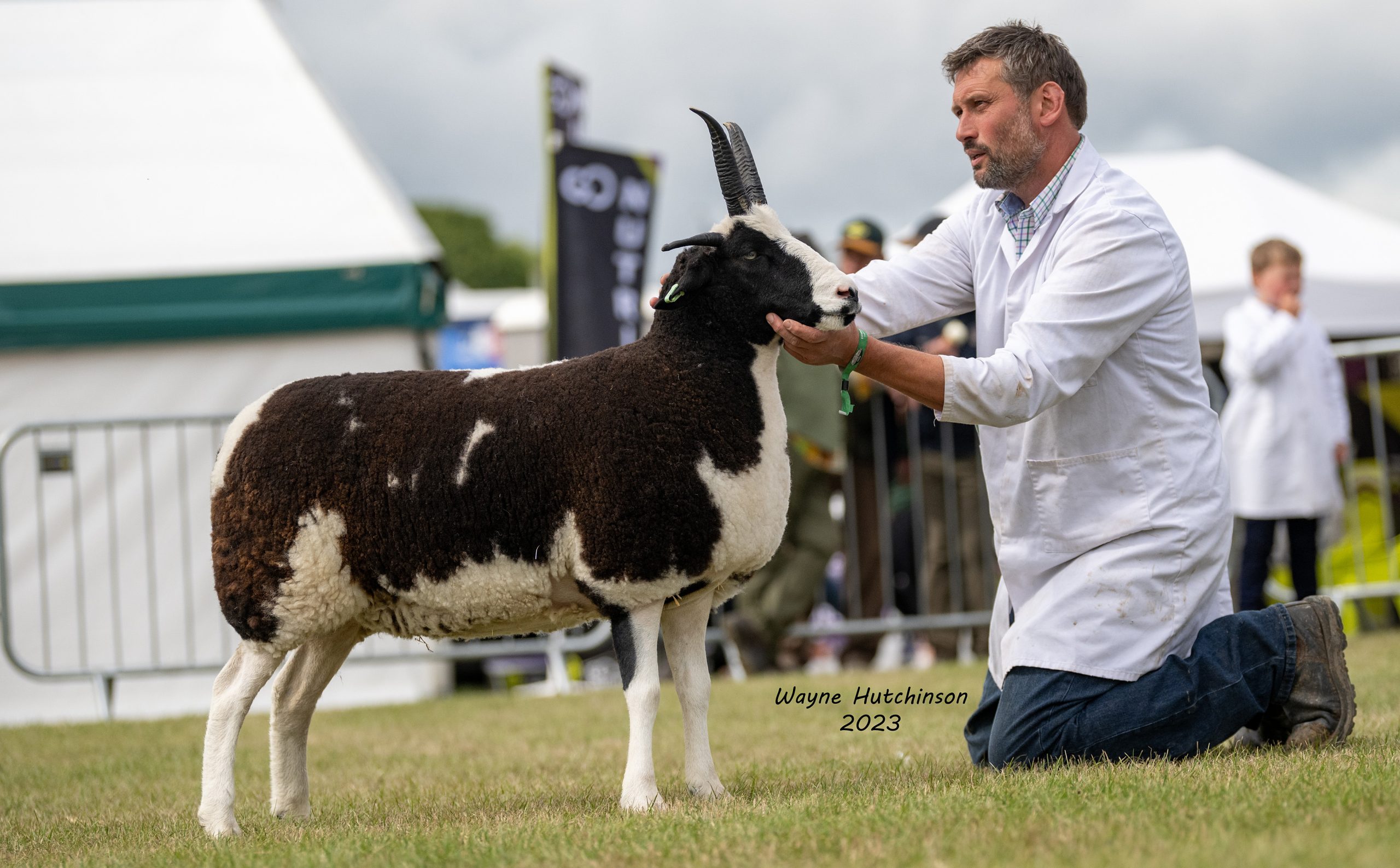 Blackbrook Brownie – Great Yorkshire Show Breed Champion 2023