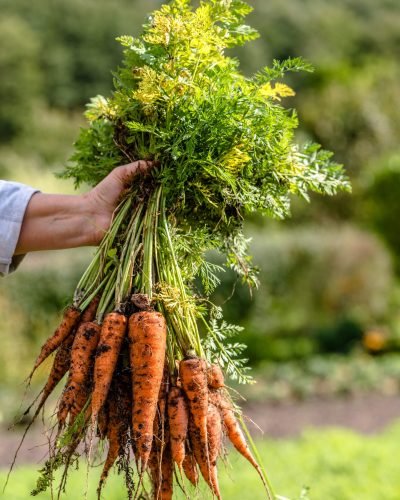 Farmer holding in hand a carrots bunch from local farming, organic vegetable garden with fresh produce, bio food harvest